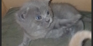 Котенок мальчик