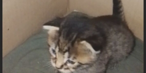 Котенок мальчик