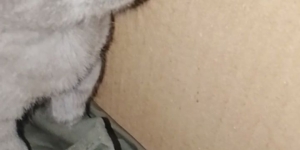 Котенок мальчик