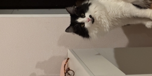 Отдам кота в добрые руки!