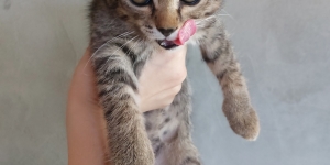 Котята 2. 5 месяца