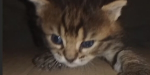 Котенок мальчик