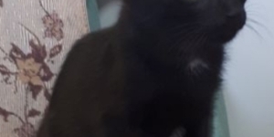 Отдам котеночка