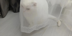 Милая кошечка ищет дом