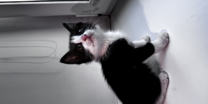 Котенок, мальчик. Отдам в добрые руки