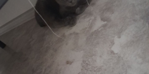 Кошка в добрые руки