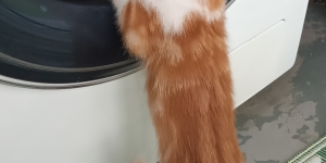 Котёнок в добрые и ответственные руки!