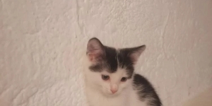 Отдам котёнка (девочка) в добрые руки
