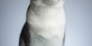 Котики Тимка и Димка
