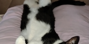 Котик в добрые руки