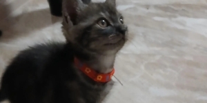 Черные кошки приносят Удачу!
