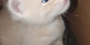 Котенок мальчик