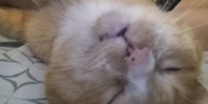 Котик Рыжик ищет новый домик