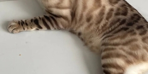 Отдам в добрые руки кошку Бенгальской породы.