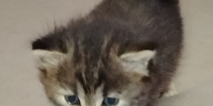 Очаровательные котята