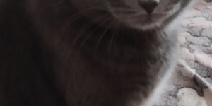 Потерялся кот