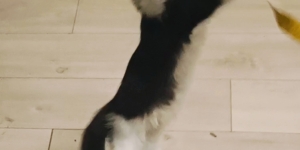 Котенок мальчик в добрые руки